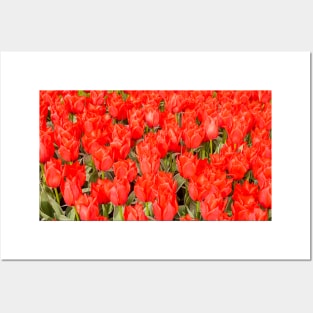 Red Tulips Posters and Art